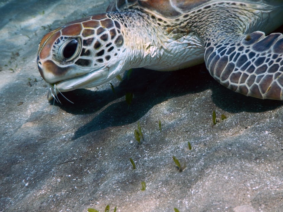 Schildkröte  Malikia Resort Abu Dabbab