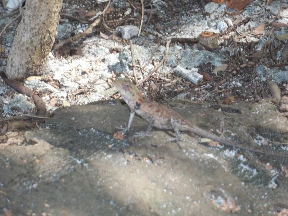 Einfach nur süß Adaaran Select Hudhuran Fushi - Premium All Inclusive