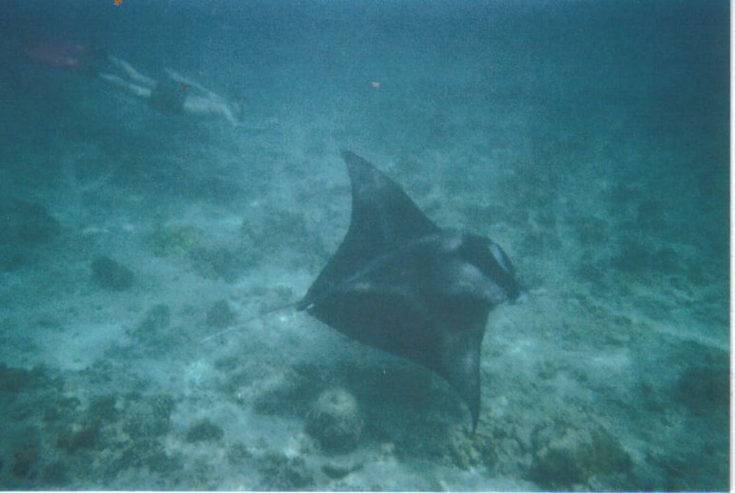 Mantarochen  Summer Island Maldives