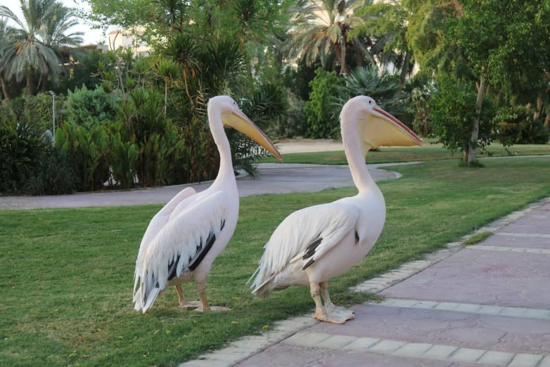 Sindbad Club Aquapark & Resort (Komplex) Sindbad Club