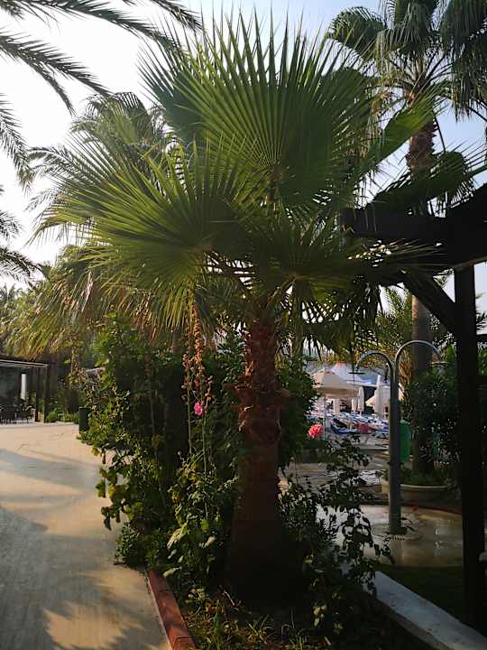 Gartenanlage Saphir Resort & Spa