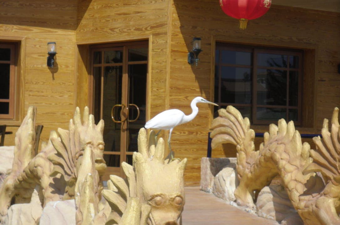 Wartet auf Beute Pickalbatros Dana Beach Resort - Hurghada