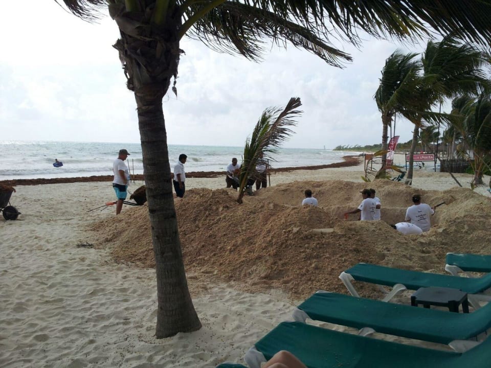 Inmitten der Liegen unser täglicher Ausblick  Catalonia Playa Maroma