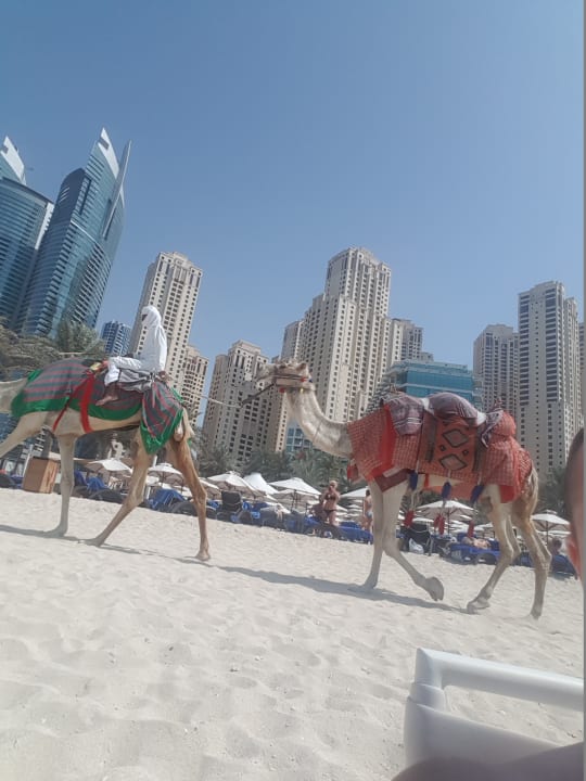 Außenansicht Hilton Dubai Jumeirah