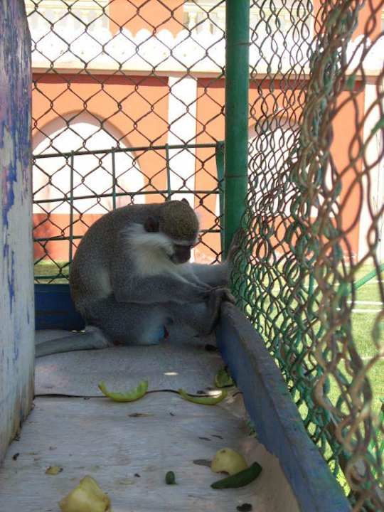 Mini zoo przed hotelem Pickalbatros Alf Leila Wa Leila Resort - Neverland Hurghada