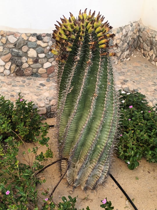 Gartenanlage Coral Sun Beach