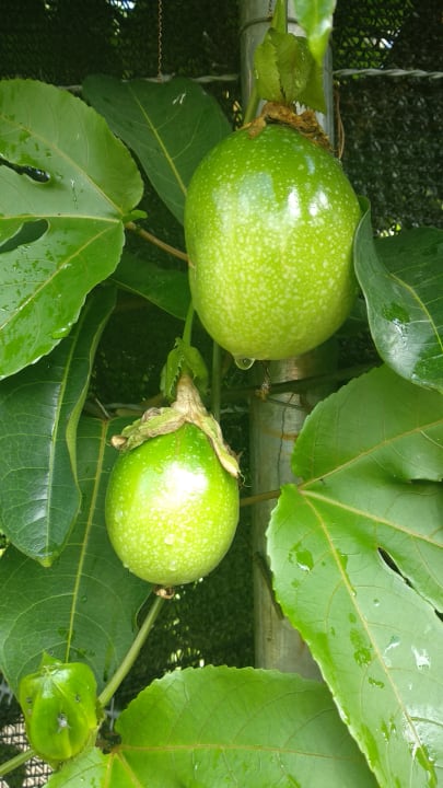 Gartenanlage Wyndham Alltra Samana