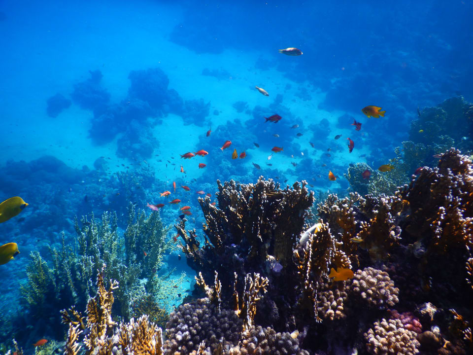 Strand Mövenpick Resort El Quseir