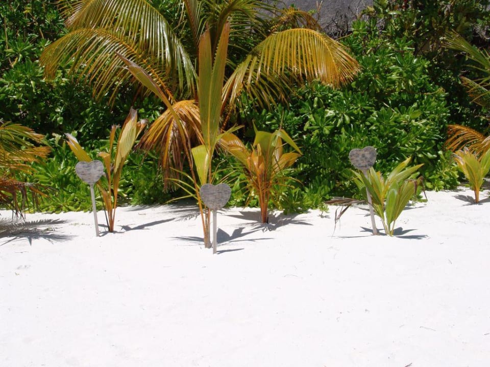 Holzschilder/Palme Mirihi Island Resort