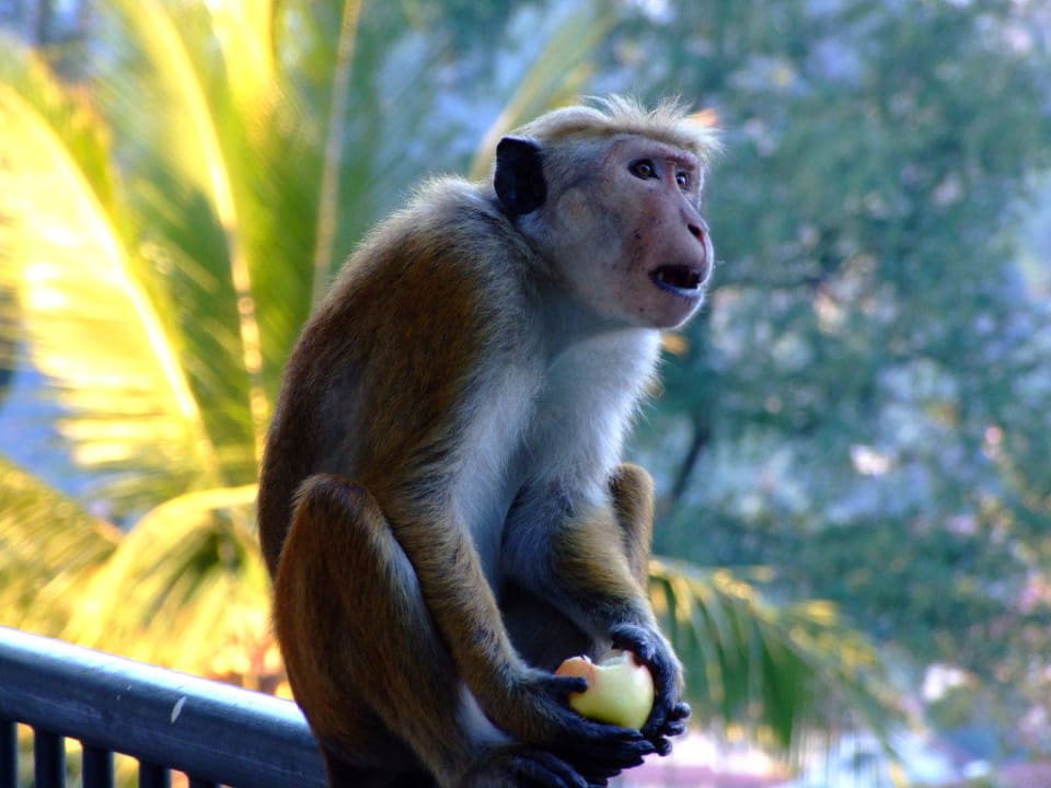 Affe mit Apfel Hotel Thilanka