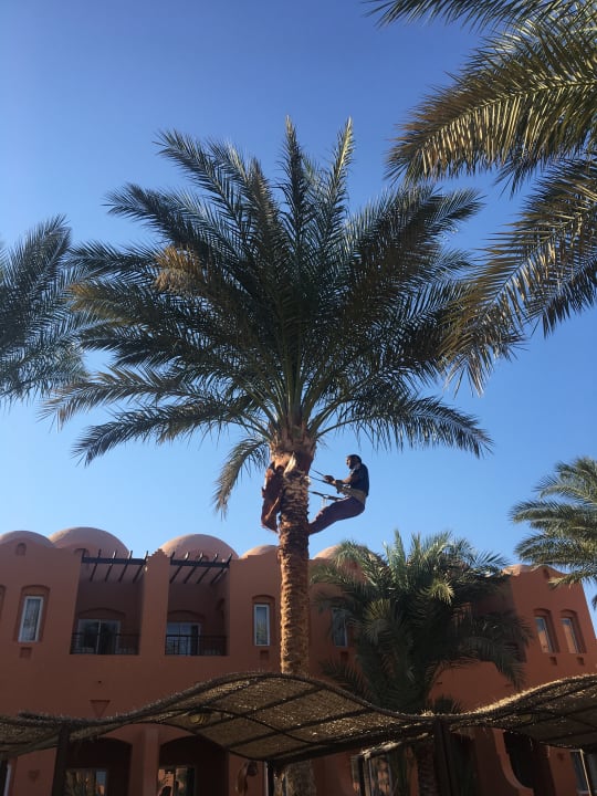 Gartenanlage Jaz Makadi Oasis Resort