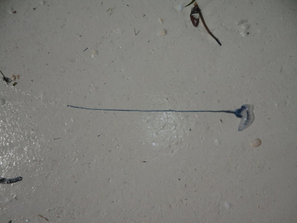 Kleine Qualle wo ziemlich brennt Neptune Pwani Beach Resort & Spa