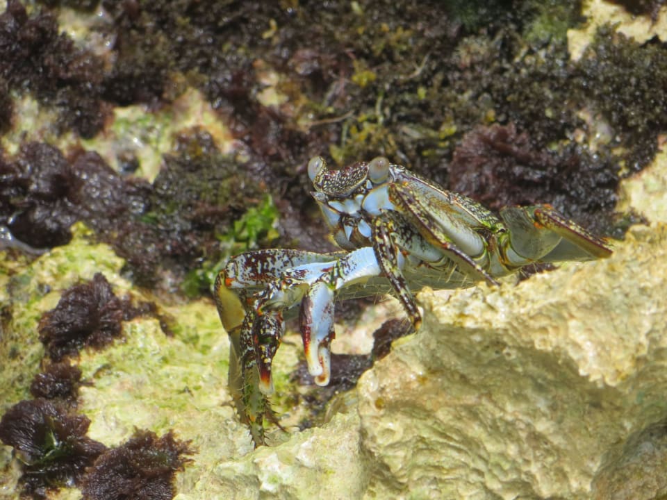 Das große Krabbeln sowie ein Mensch kommt weg Hotel Viva Dominicus Beach by Wyndham - All Inclusive Resort