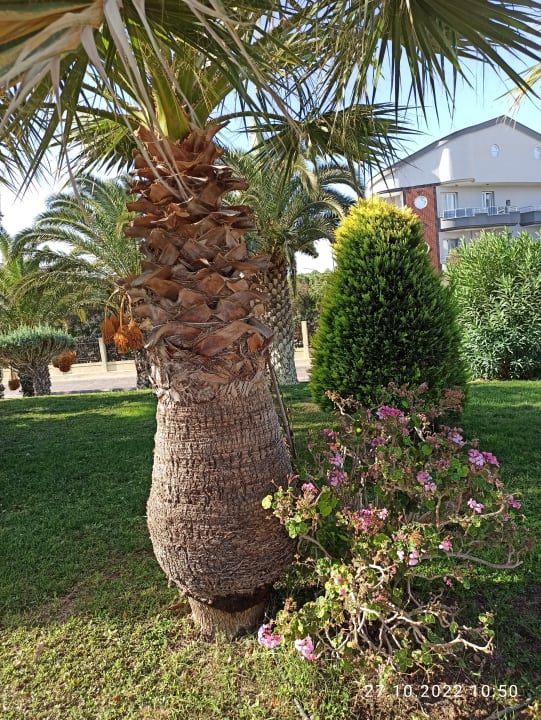 Gartenanlage Anadolu Hotels Didim Club