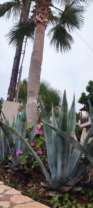 Gartenanlage Cactus Beach
