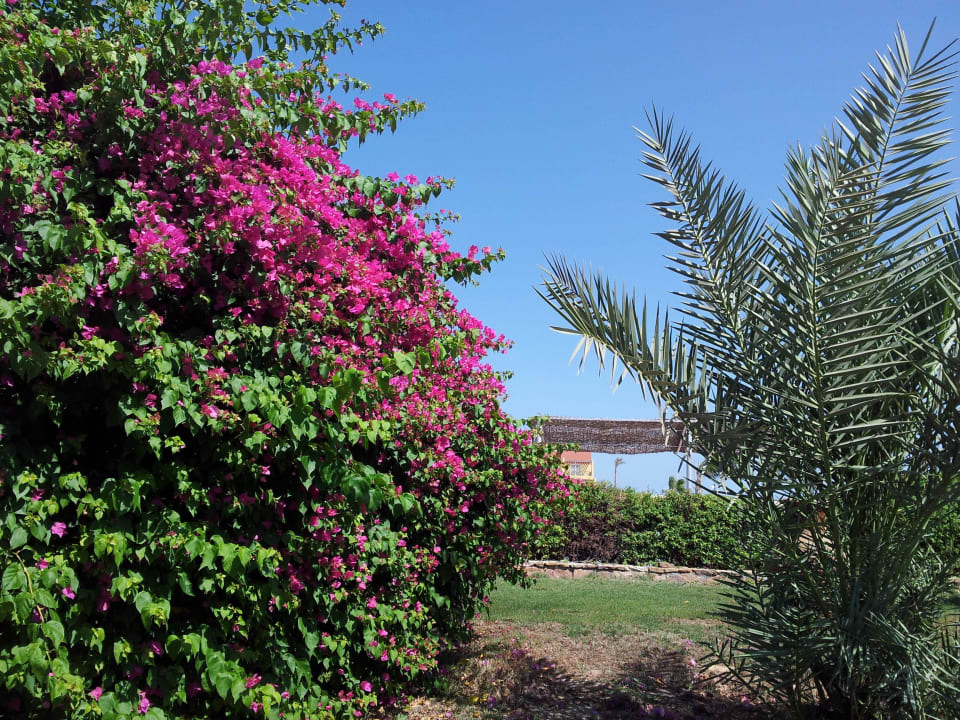 Kwiaty Malikia Resort Abu Dabbab