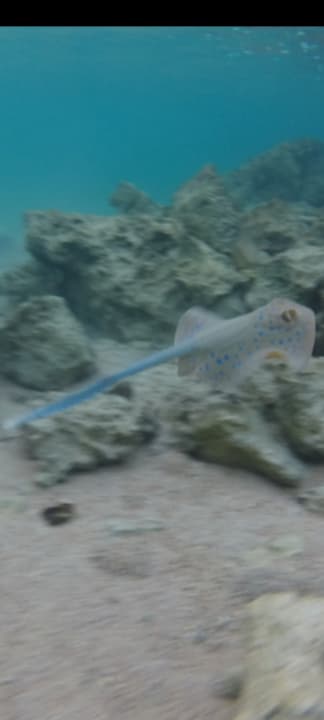 Strand Pickalbatros Citadel Resort