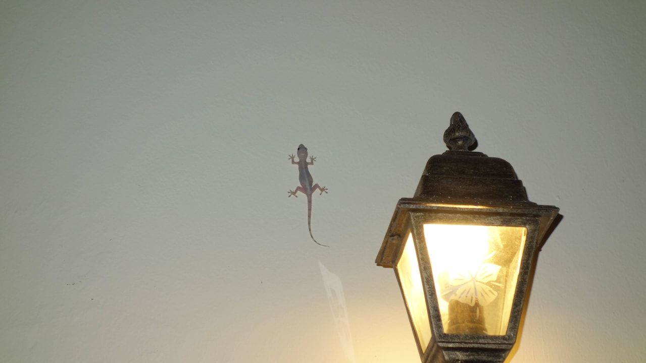 Gecko Starfish Cuatro Palmas