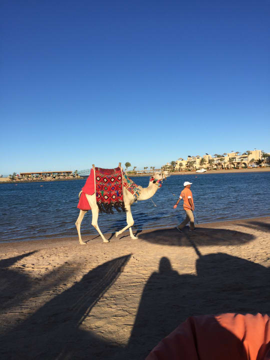 Sonstiges Desert Rose