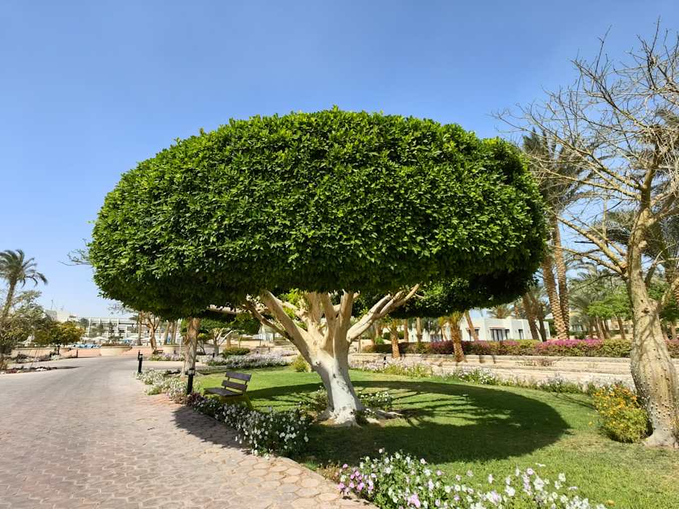 Gartenanlage Pharaoh Azur Resort