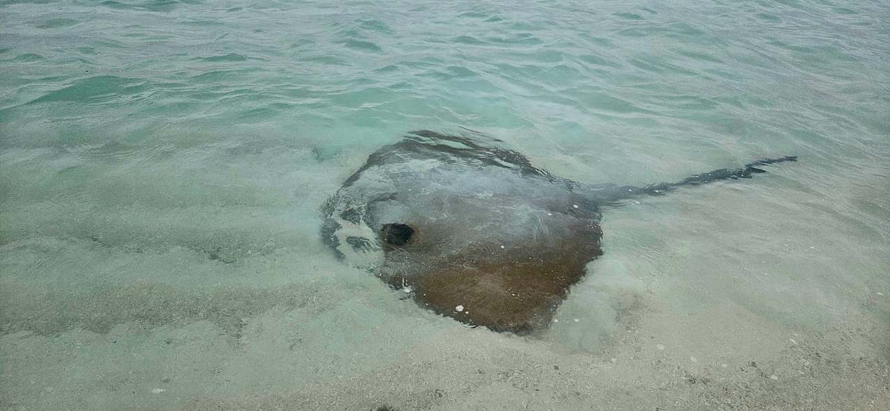 Strand Vilamendhoo Island Resort & Spa