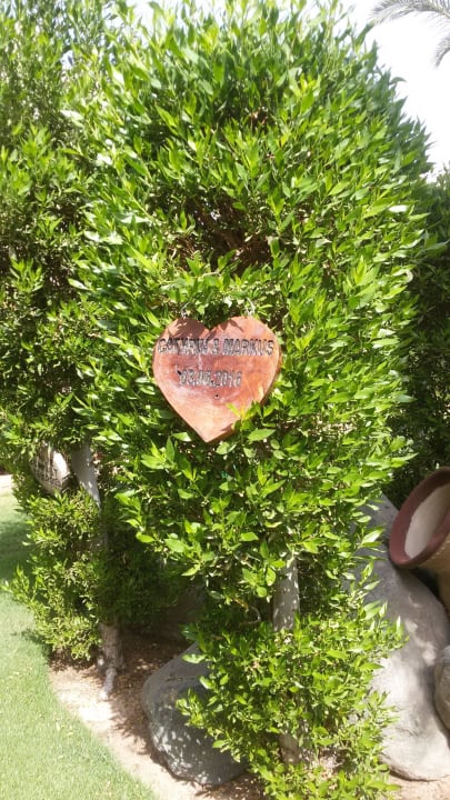 Unser Baum Hotel JAZ Makadi Star & Spa
