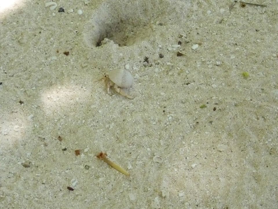 Einsiedlerkrebs Kuramathi Maldives
