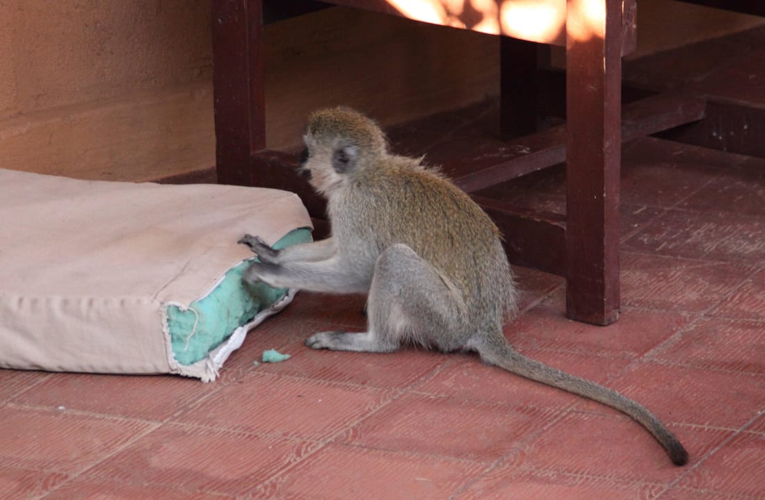 Affe auf der Terrasse Hotel Amboseli Sopa Lodge