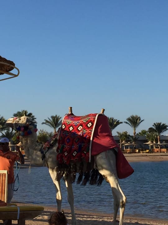 Sonstiges Desert Rose