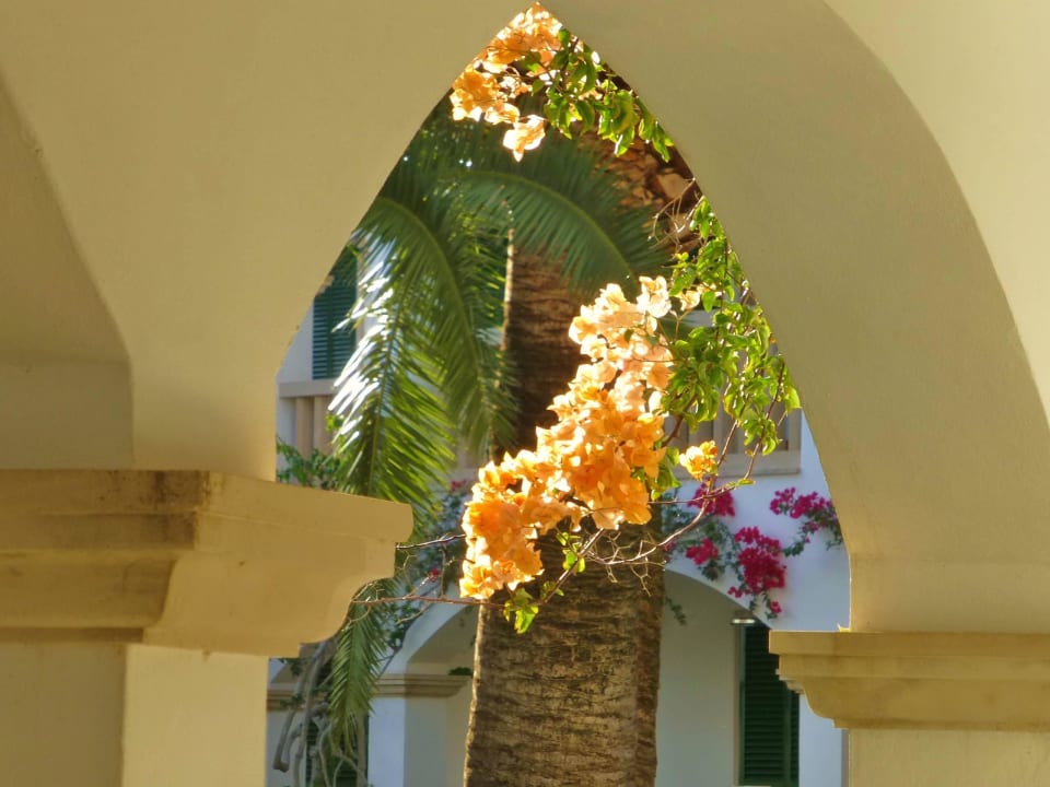 Blühende Pflanzen ringsherum Village Cala Santanyi