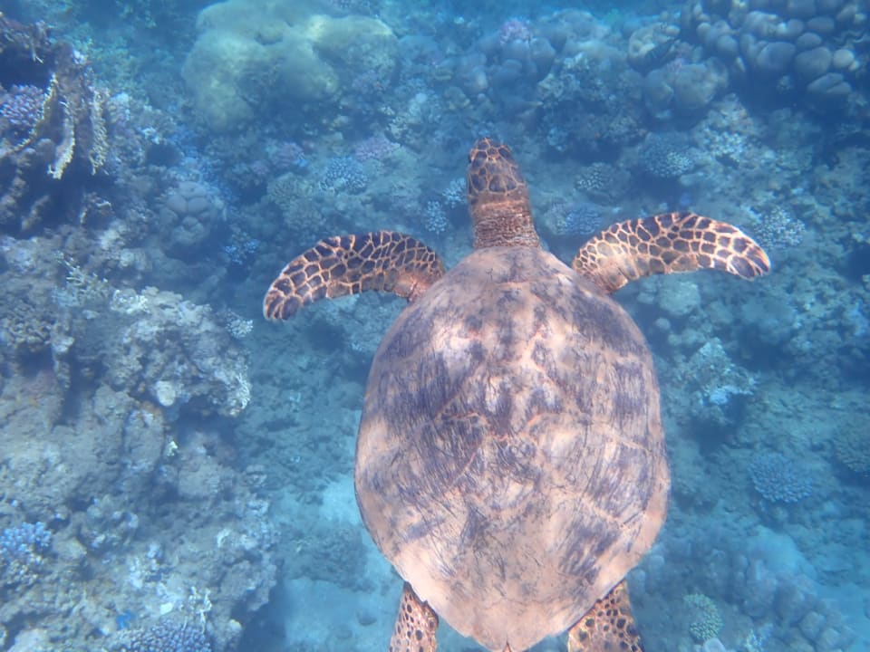 Sport & Freizeit Three Corners Equinox Beach Resort