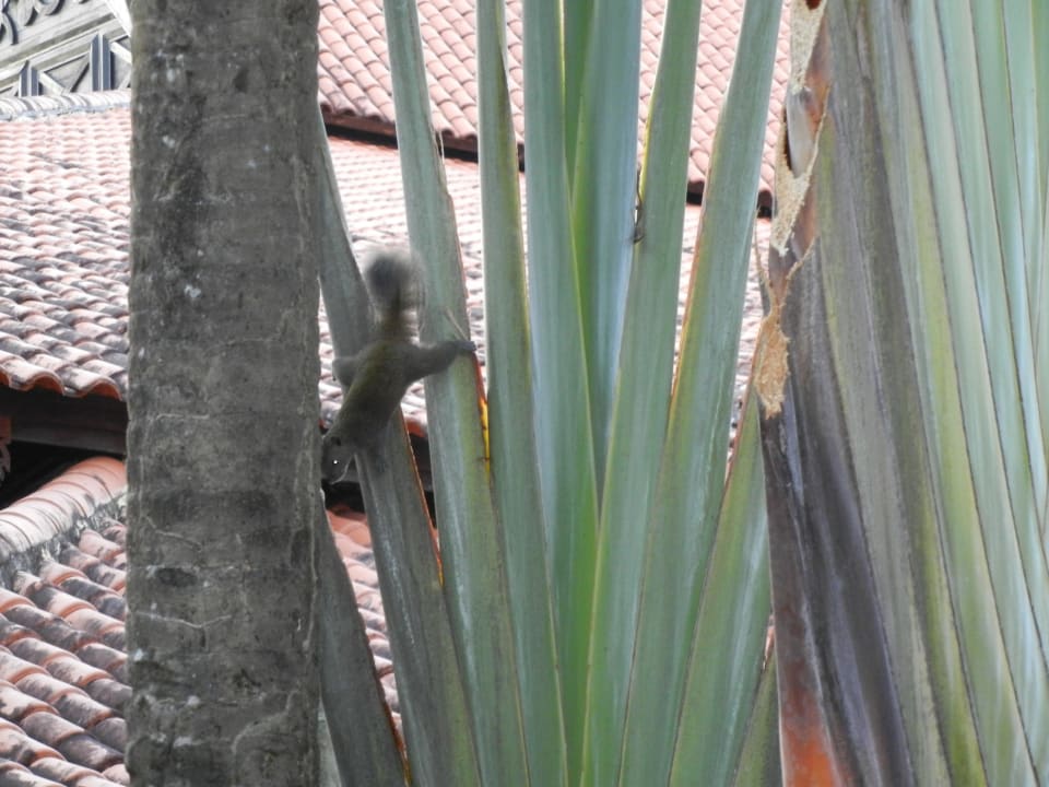 Eichhörnchen Berjaya Langkawi Resort