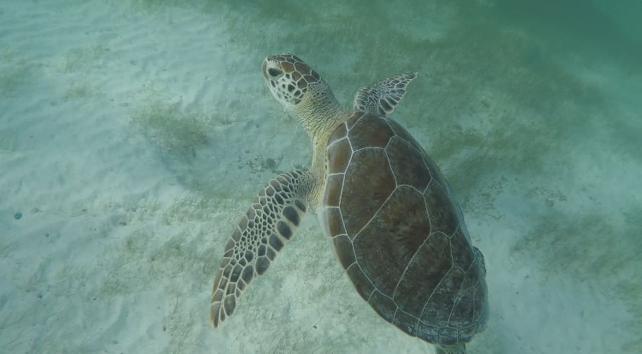 Sport & Freizeit Akumal Bay Beach & Wellness Resort