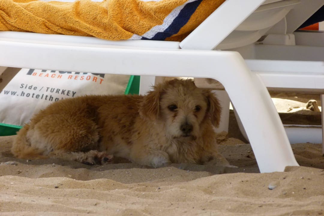 Strand-Hündchen Angie Hotel Thalia Unique