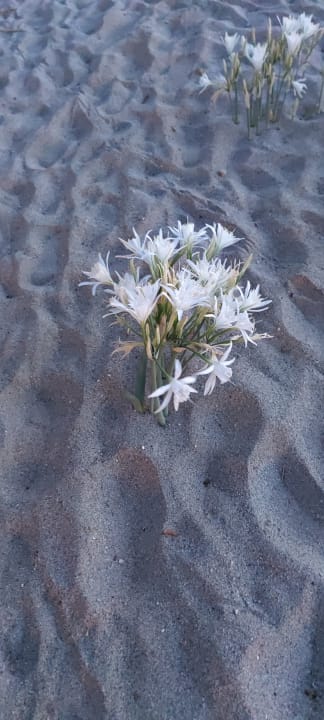 Strand Porto Bello Beach