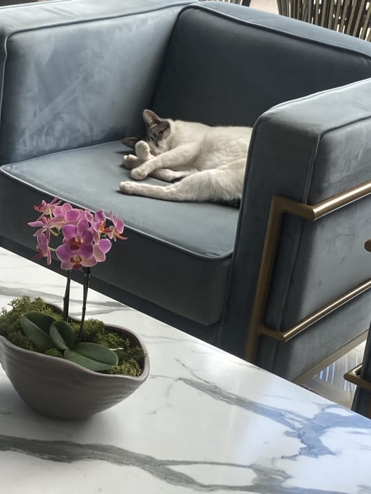 Sonstiges Hotel Riu Palace Maspalomas Adults Only