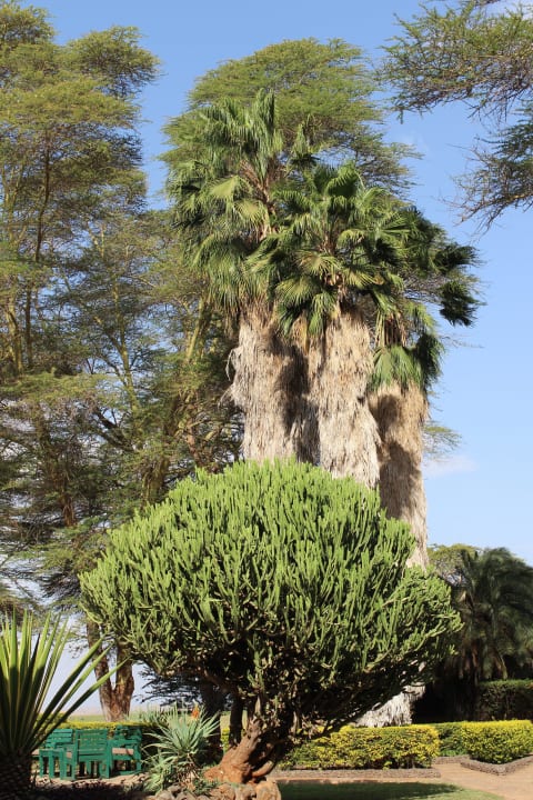 Schöner Baum Ol Tukai Lodge