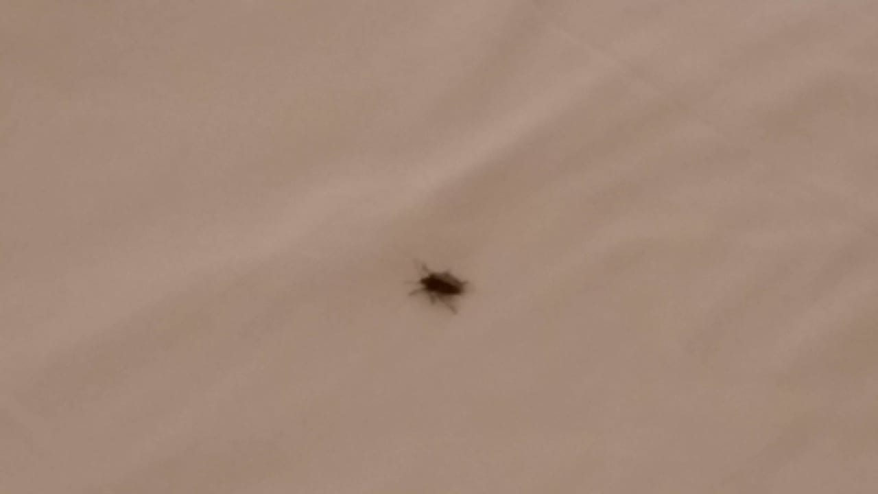 Kakerlake unterm Bettlaken - Zimmer 314 Holiday Inn Express Frankfurt - Airport