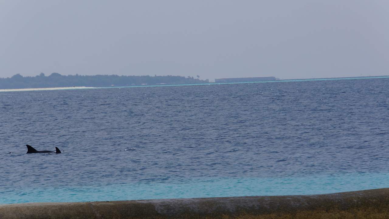 Dolphins NH Collection Maldives Reethi Resort