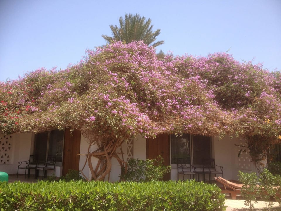 Bungalows in der Gartenanlage Shams Safaga Resort