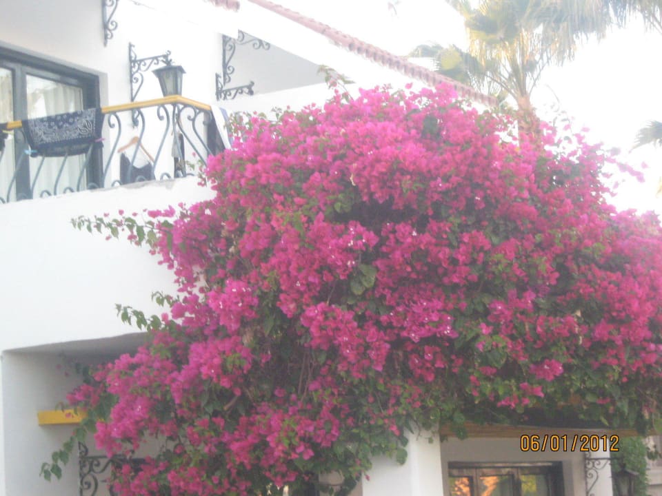 Kwiaty Lotus Bay Beach Resort