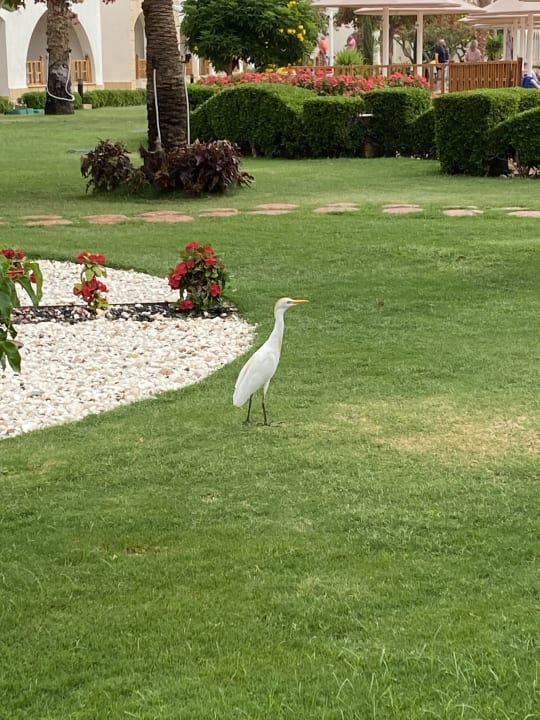 Gartenanlage Pickalbatros Royal Grand Resort - Sharm El Sheikh