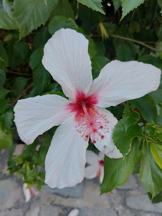 Gartenanlage Euro Village Achilleas Hotel