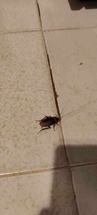 Zimmer Hotel Viva Dominicus Beach by Wyndham - All Inclusive Resort