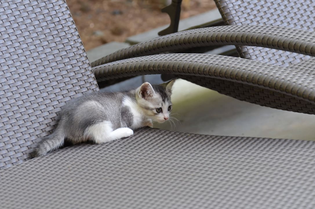 Ein Mitglied unserer Katzenfamilie Dewa Phuket Resort and Villas