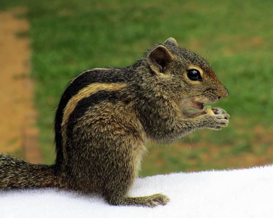 Und immer hungrig Mermaid Hotel & Club