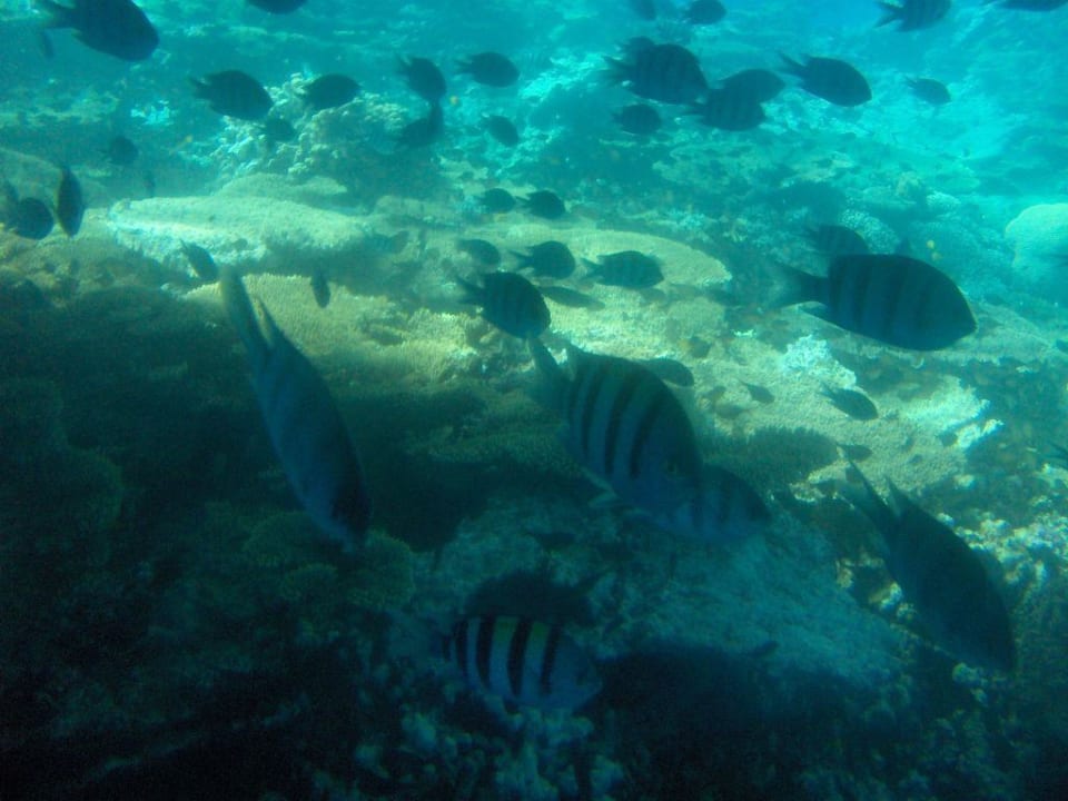 Red Sea Diver Three Corners Rihana Resort Deluxe