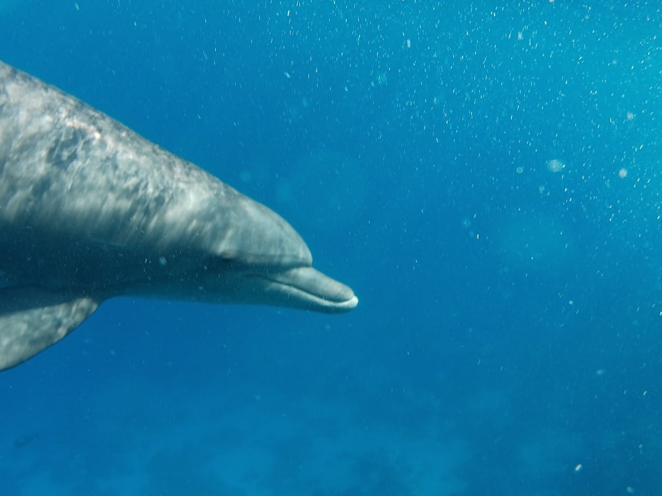 Sport & Freizeit Pickalbatros Sands Hotel - Port Ghalib
