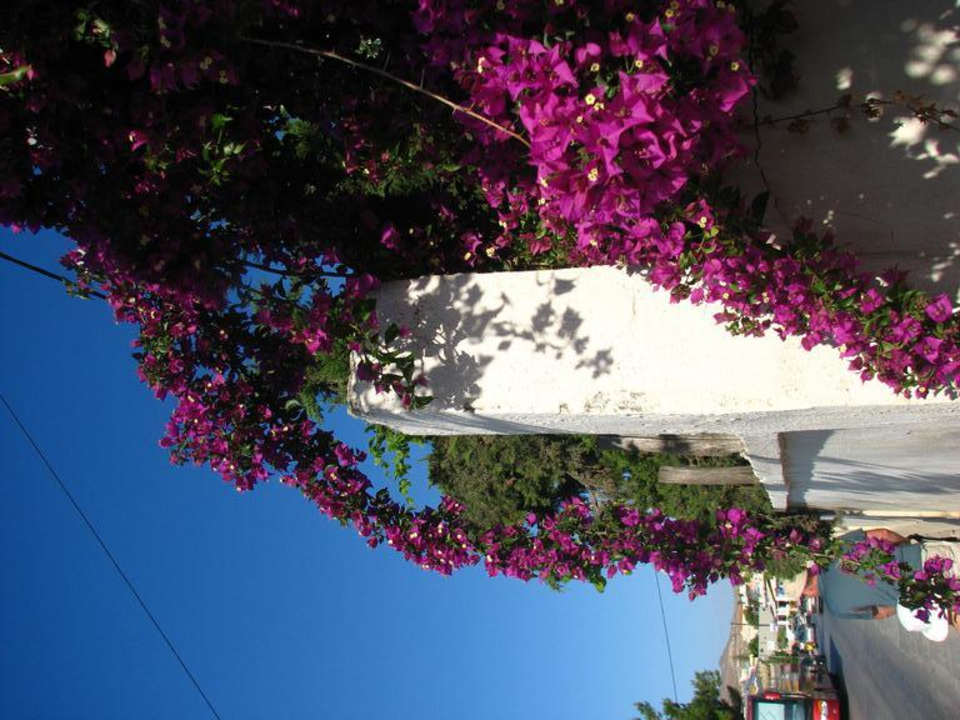 Piękna zieleń Krety Minos Village Hotel