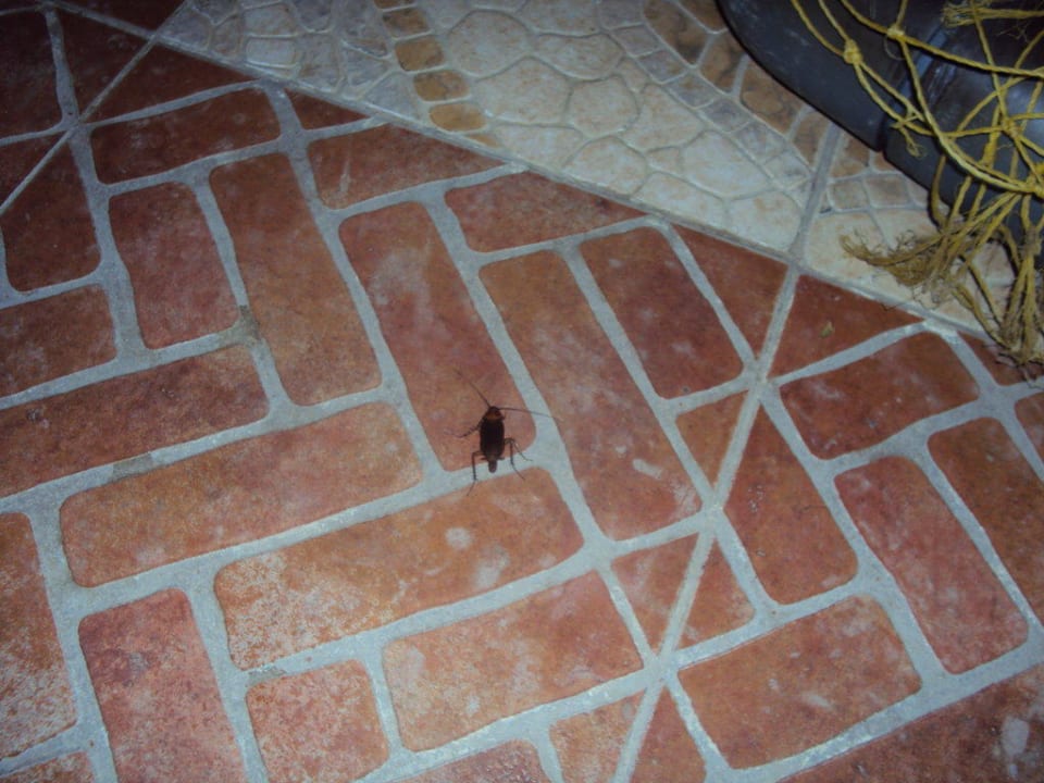 Обитатели отеля Riviera Aqua Park Resort